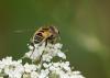 Eristalis arbustorum